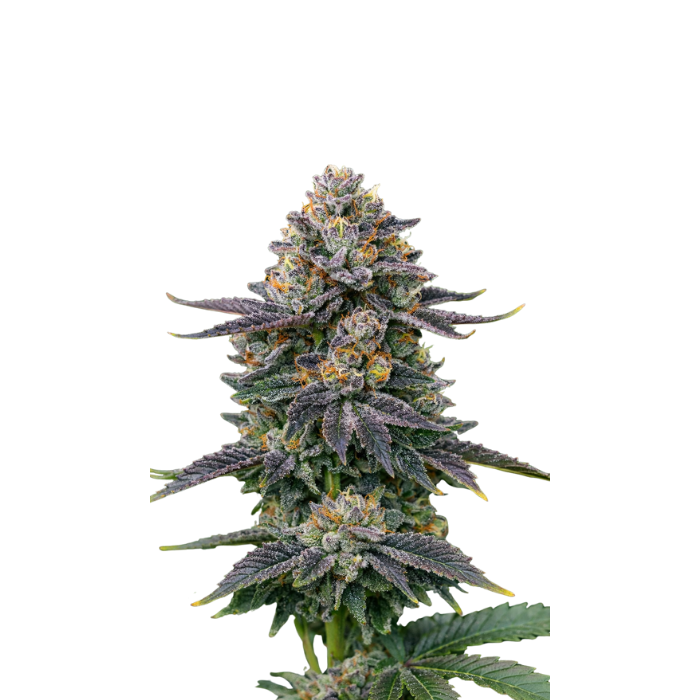 RS11 - gefeminiseerde cannabiszaden van Growers Choice