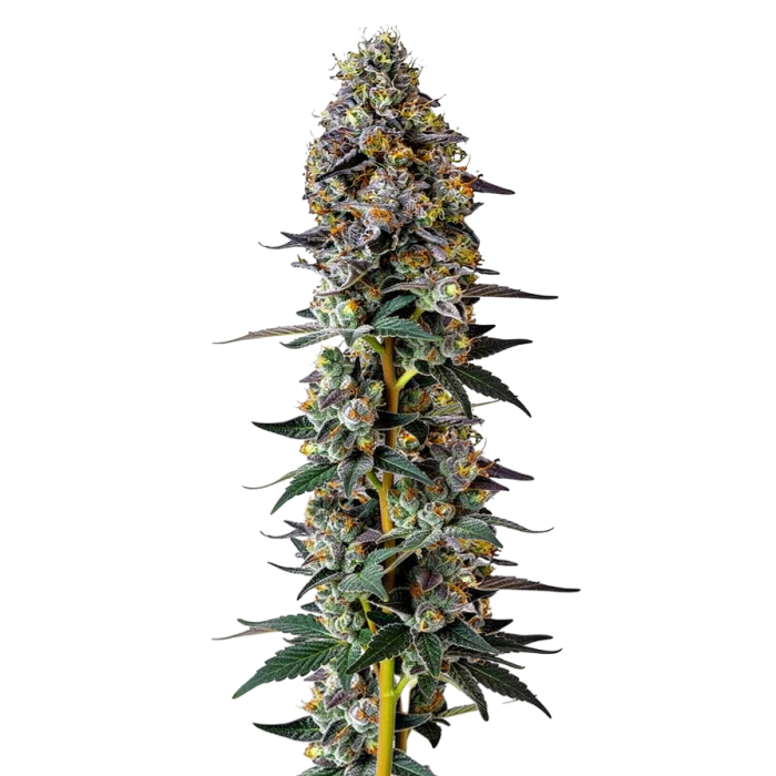 Tropicana Weddingcake Autoflower - autoflower cannabiszaden van Growers Choice