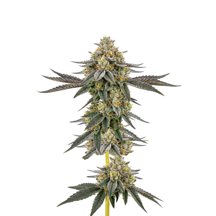 Weddingcake × Frosty Gelato Autoflower - autoflower cannabiszaden van Growers Choice