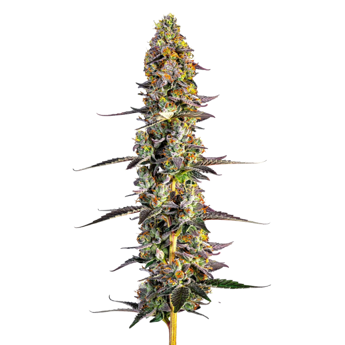 Unicorn Wagyu - gefeminiseerde cannabiszaden van Growers Choice