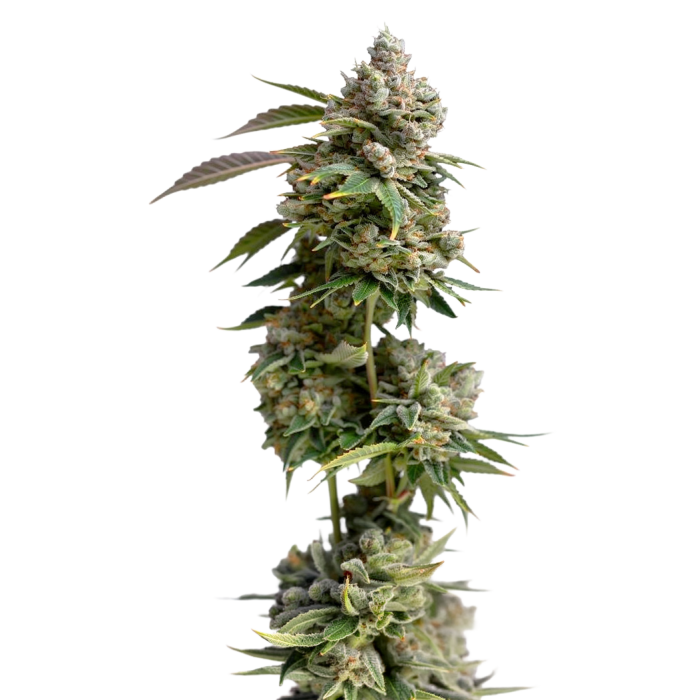 Bruce Banner Autoflower - autoflower cannabiszaden van Growers Choice
