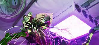 Uv- en UVB-licht voor planten: alles wat je moet weten