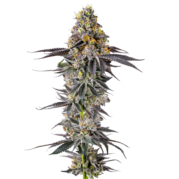 Lobster Butter - gefeminiseerde cannabiszaden van Growers Choice