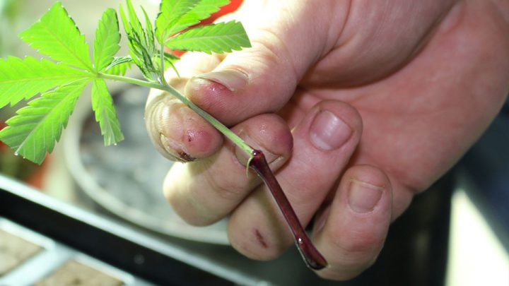 Cannabis beschneiden