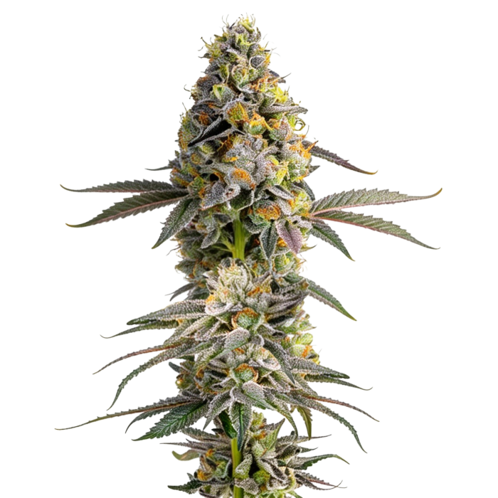 Zkittlez - gefeminiseerde cannabiszaden van Growers Choice