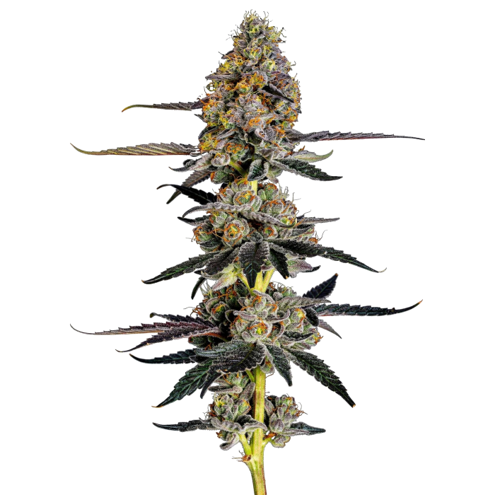 Watermelon Punch - gefeminiseerde cannabiszaden van Growers Choice