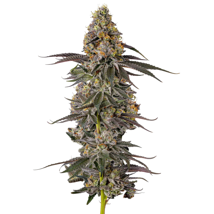 Sticky Wasabi Triploid - triploïde cannabiszaden van Growers Choice