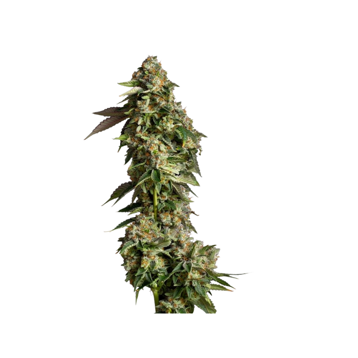 Ultra Violet GMO - gefeminiseerde cannabiszaden van Growers Choice