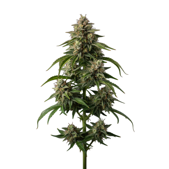 Cherry 7Up Autoflower - autoflower cannabiszaden van Growers Choice