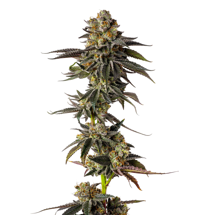 Toad Poison Autoflower - autoflower cannabiszaden van Growers Choice