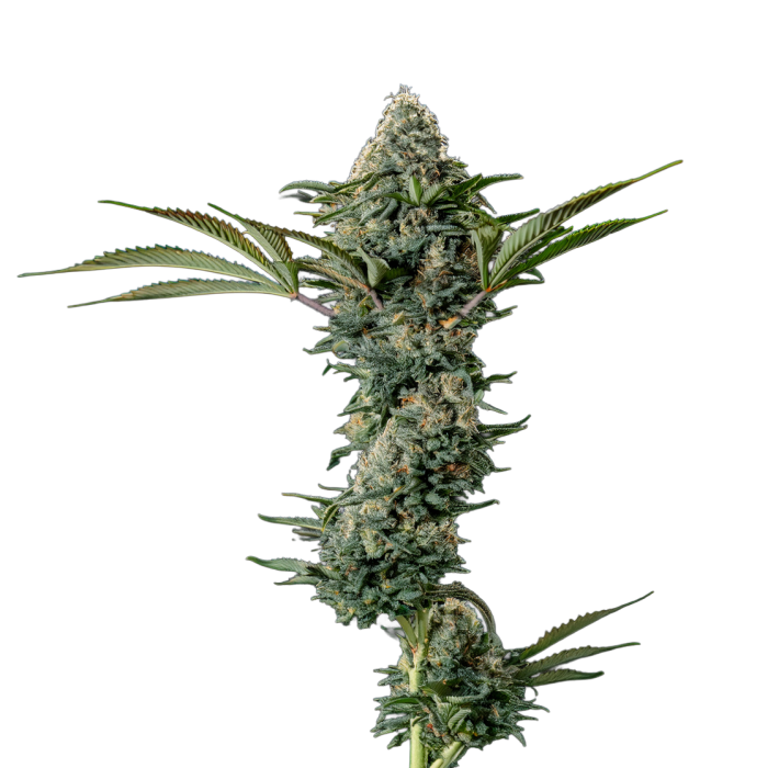 Crazy Roses - gefeminiseerde cannabiszaden van Growers Choice