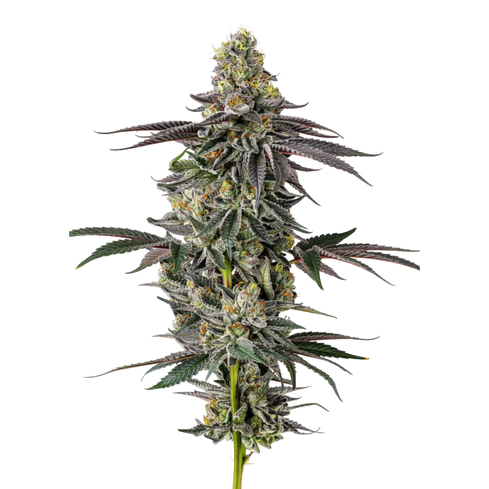Original Oreoz - gefeminiseerde cannabiszaden van Growers Choice