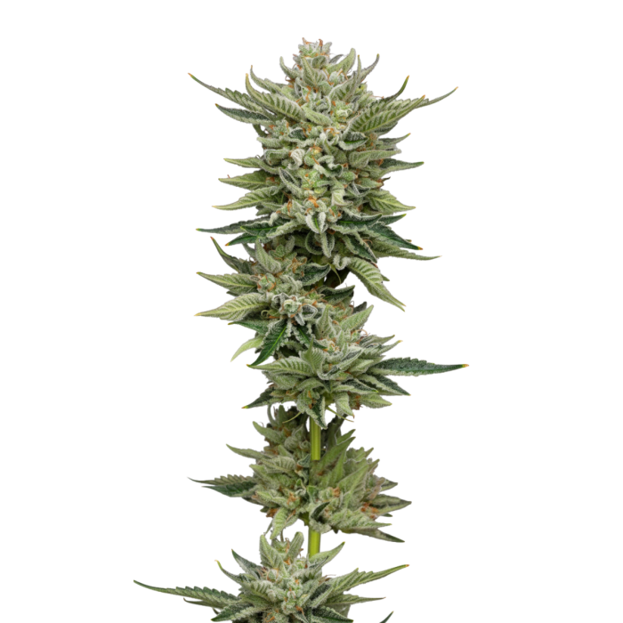 Bubblegum × Fathog - gefeminiseerde cannabiszaden van Growers Choice