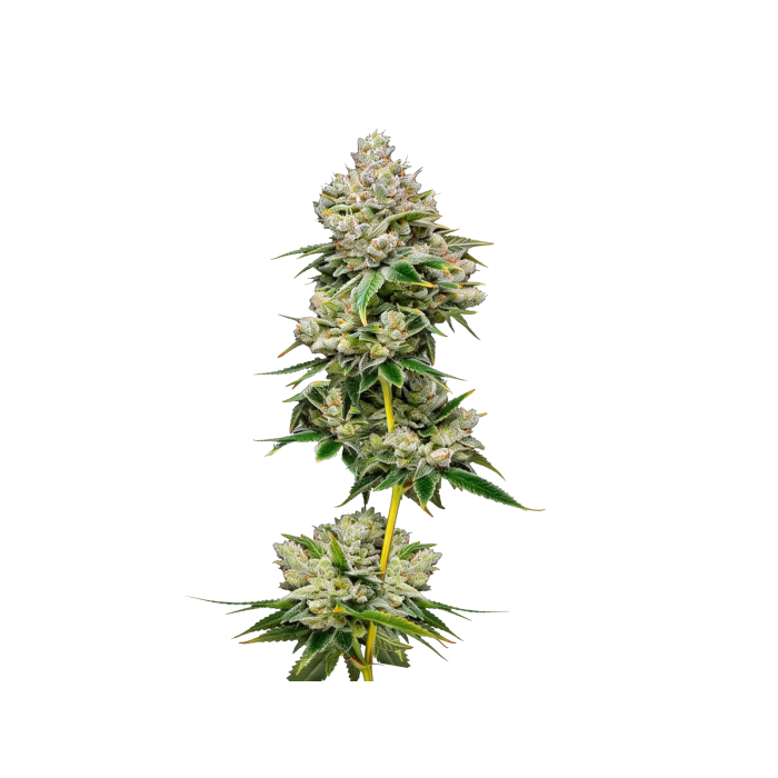White Truffle - gefeminiseerde cannabiszaden van Growers Choice