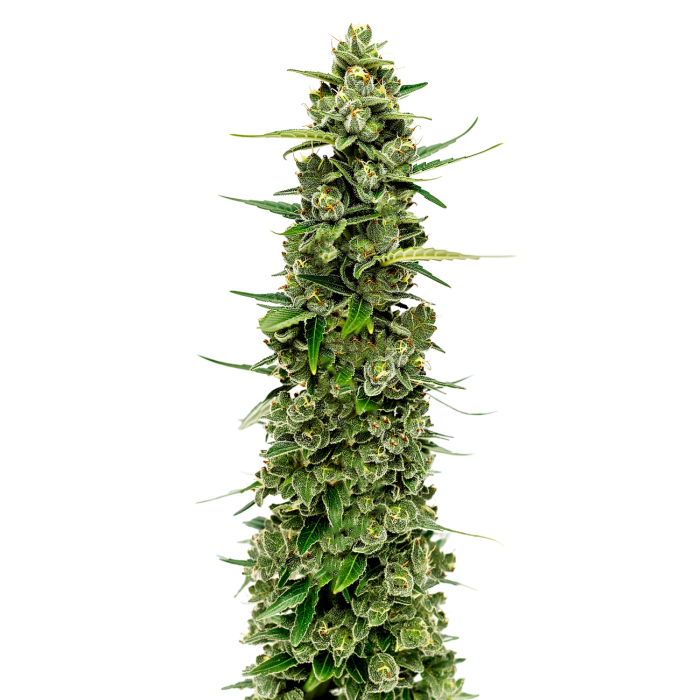 Amnesia The Real - gefeminiseerde cannabiszaden van Growers Choice