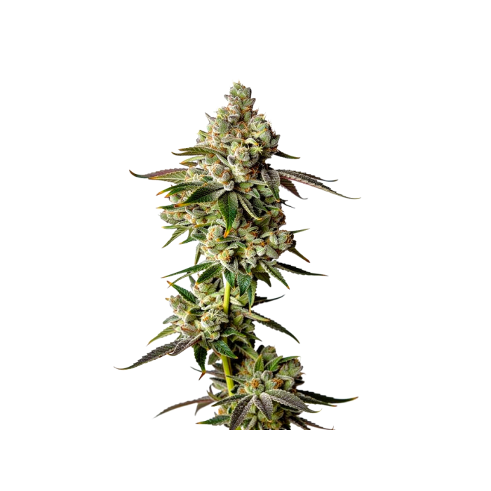 Apple Fritter Autoflower - autoflower cannabiszaden van Growers Choice